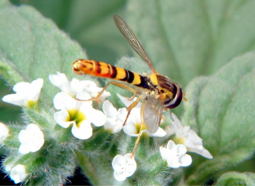 Oryctes nasicornis e altri